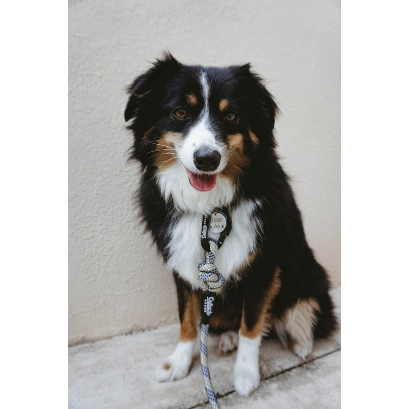 Sterling All-Terrain Dog Leash