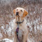 Purple All-Terrain Leash
