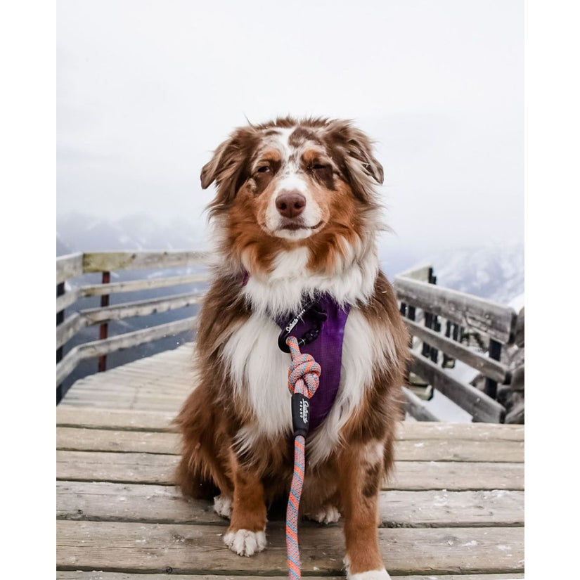 Calypso All-Terrain Leash
