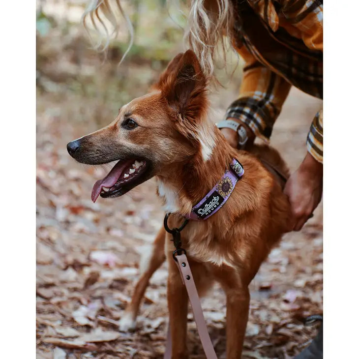 "Bees Knees" Trail Hound Dog Collar