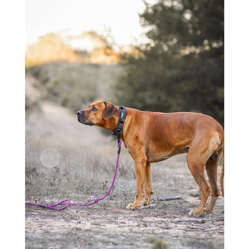 Camo Trail Hound Collar