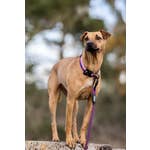 Purple Mountain Trail Hound Collar