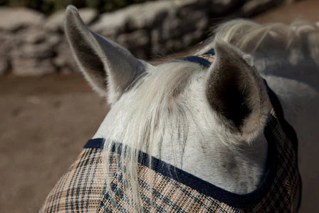 Fly Mask with Web Trim