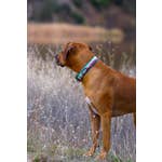 Orange Mountain Trail Hound Collar