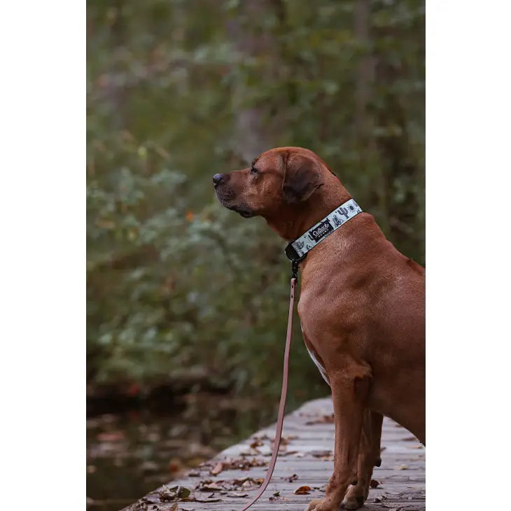Agave Trail Hound Dog Collar